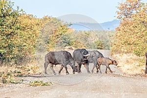 Cape buffalo cows and calf crossing gravel road