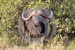 Cape buffalo defensive strategy