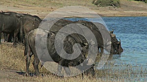 Cape buffalo drinking water