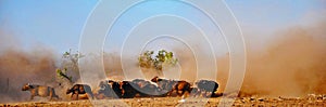 Cape Buffalo & Dust, Zimbabwe