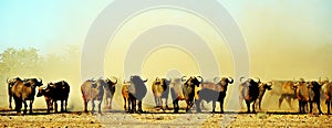 Cape Buffalo & Dust, Zimbabwe