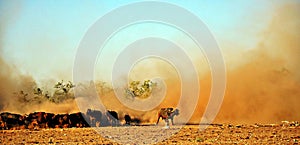 Cape Buffalo & Dust, Zimbabwe