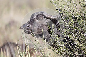 Cape buffalo eating grass