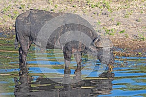 Cape Buffalo Eating Grasses at the River Bank