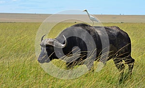 Cape Buffalo and Egret