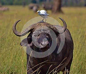 Cape Buffalo and Egret