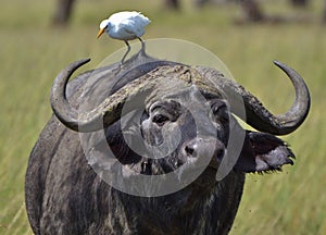 Cape Buffalo and Egret