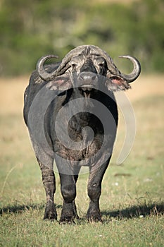 Cape buffalo facing camera on sunlit savannah