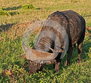 Cape Buffalo Feeding photo