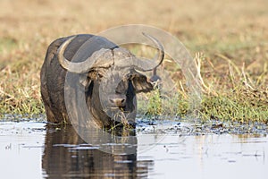 A cape buffalo feeding in Choebe river