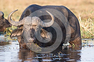 Cape buffalo feeding on lily pads