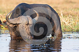 Cape buffalo feeding in river