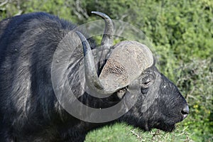 Cape Buffalo foraging, Addo Elephant National Park