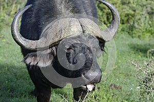 Cape Buffalo foraging, Addo Elephant National Park