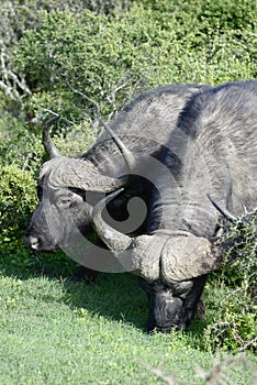 Cape Buffalo foraging, Addo Elephant National Park