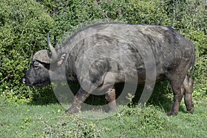 Cape Buffalo foraging, Addo Elephant National Park