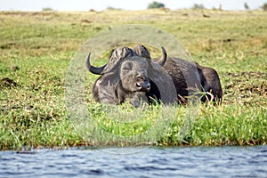 Cape buffalo in the grass