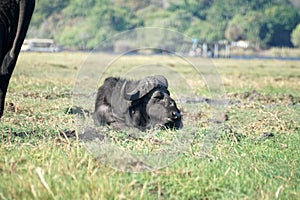 Cape buffalo in the grass