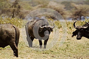 Cape Buffalo photo