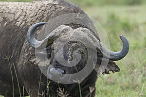 Cape buffalo headshot seen at Masai Mara, Kenya