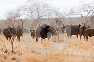 Cape buffalo herd