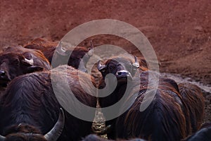 Cape Buffalo Herd on the background of red soil. Horizontal with copy space for text and design about cattle and nowt