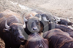 Cape Buffalo Herd on the background of red soil. Horizontal with copy space for text and design about cattle and nowt.