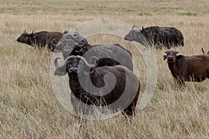 Cape Buffalo herd, Kenya, Africa