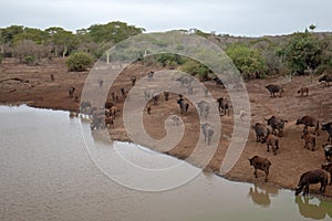 Cape Buffalo herd [syncerus caffer] drinking at a waterhole in Africa