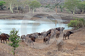 Cape Buffalo herd [syncerus caffer] drinking at a waterhole in Africa