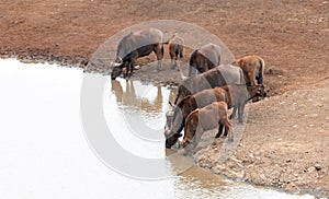 Cape Buffalo herd [syncerus caffer] drinking at a waterhole in Africa