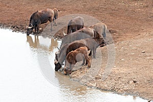 Cape Buffalo herd [syncerus caffer] drinking at a waterhole in Africa