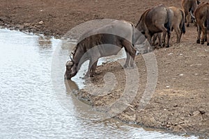 Cape Buffalo herd [syncerus caffer] drinking at a waterhole in Africa