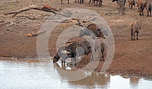 Cape Buffalo herd [syncerus caffer] drinking at a waterhole in Africa