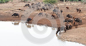 Cape Buffalo herd [syncerus caffer] drinking at a waterhole in Africa