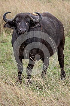 Cape Buffalo, Kenya, Africa