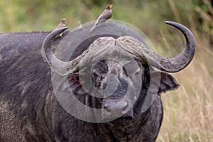 Cape Buffalo, Kenya, Africa