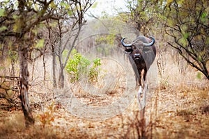 Cape Buffalo in Kruger National Park