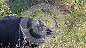 Cape buffalo, Kruger National Park, South Africa