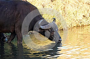 Cape buffalo, Kruger National Park, South Africa