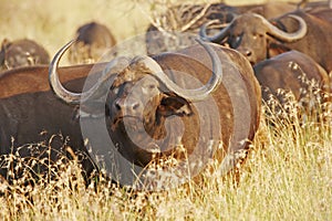 Cape buffalo in late afternoon sunlight