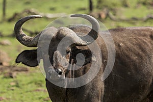 Cape buffalo on the Maasai Mara