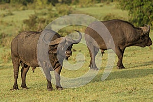 Cape buffalo on the Maasai Mara