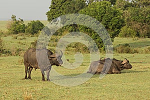 Cape buffalo on the Maasai Mara