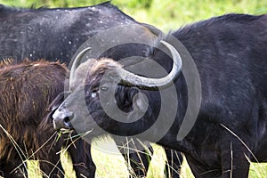 Cape buffalo, Maasai Mara National Reserve, Kenya