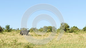 Cape buffalo, Maasai Mara National Reserve, Kenya