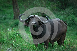 Cape buffalo male looking while feeding on grass