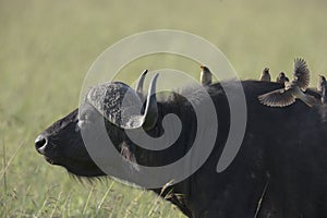 Cape Buffalo male at Masai Mara National Park