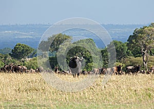 Cape Buffalo on the Masai Mara