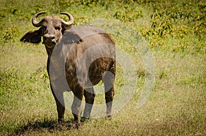 Cape Buffalo in Masai Mara National Reserve, Kenya